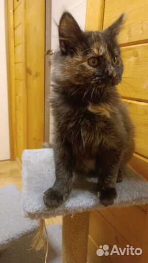 Котята в добрые руки бесплатно,приучены к лотку