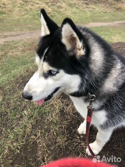 Передержка в домашних условиях