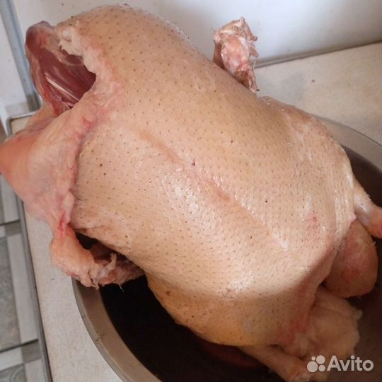 Утки, гуси, кролики