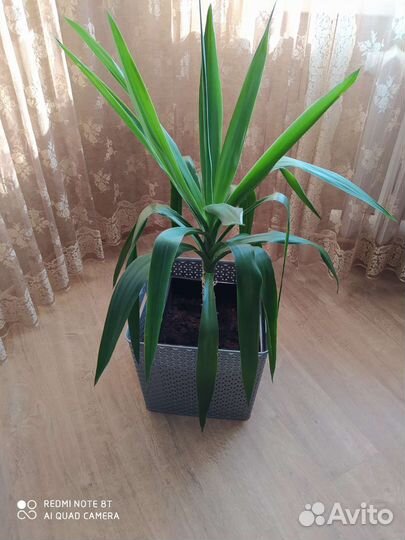 Кашпо напольное интерьерное. ротанг