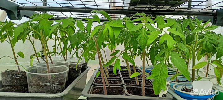 Рассада помидор