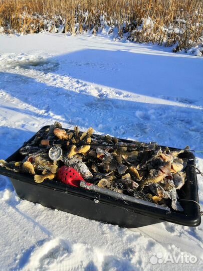 Ротан мороженный