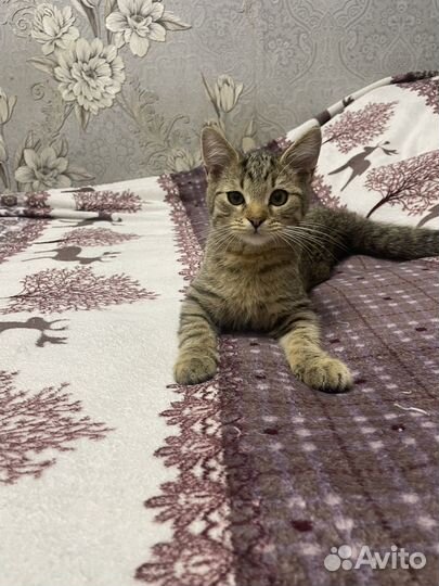 Британская кошка