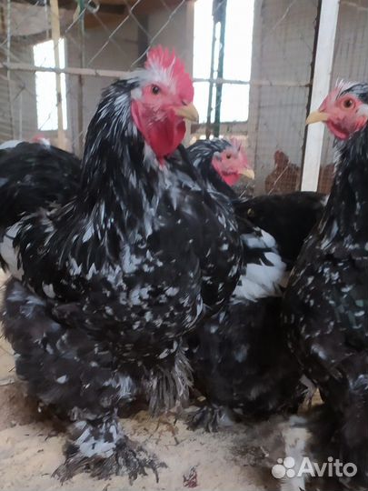 Кохинхин Мраморный