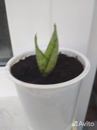 Сансевиерия