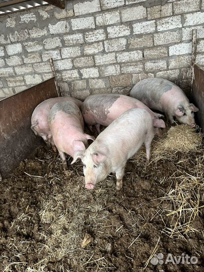Свиньи на мясо