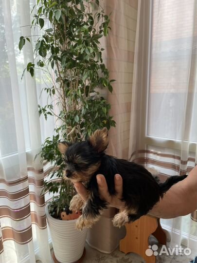 Йоркширский терьер мини беби фейс