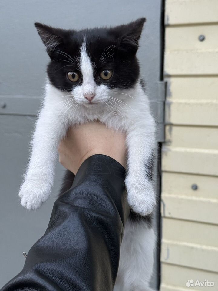 Котёнок в добрые руки, Кунгур