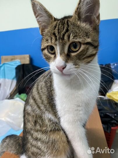 Котик в добрые руки