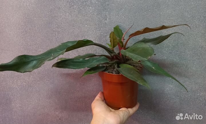 Сортовые филодендроны