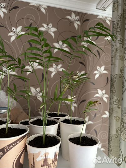 Пальма хамедорея