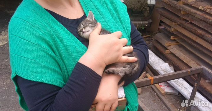 Котята в добрые руки бесплатно