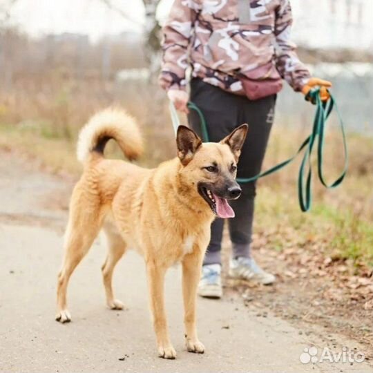 Ласковый пёс из приюта