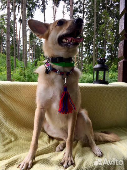 Обереги для животных