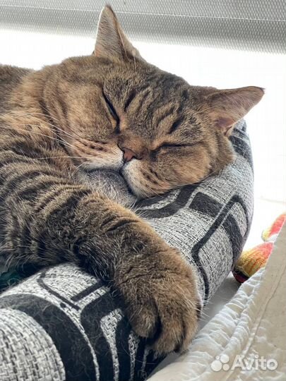 Отдам кота в добрые руки