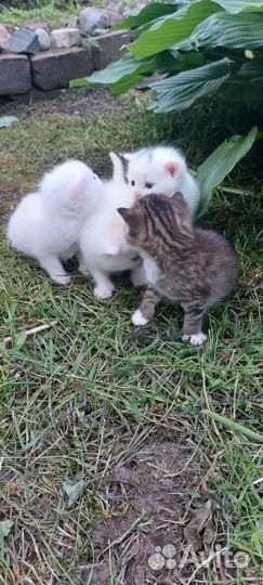 Отдам котят в добрые руки