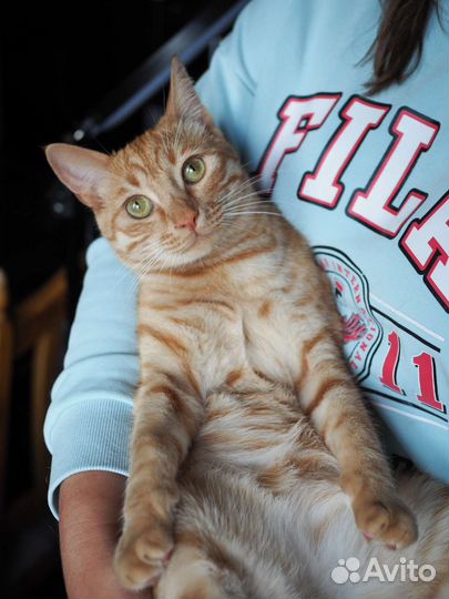 Котенок Рыжик ищет дом