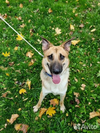 Собака в добрые руки