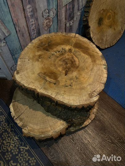 Спилы дуба марёного и нет