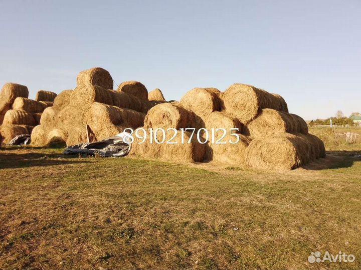 Сено в тюках