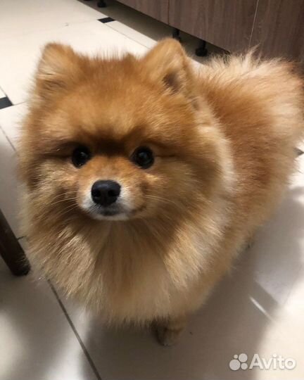 Померанский шпиц вязка кобель