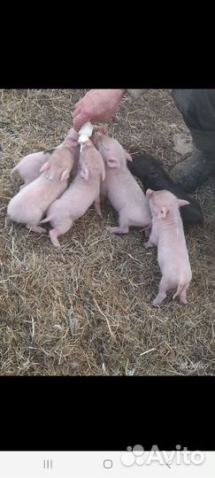 Вьетнамские вислобрюхие поросята