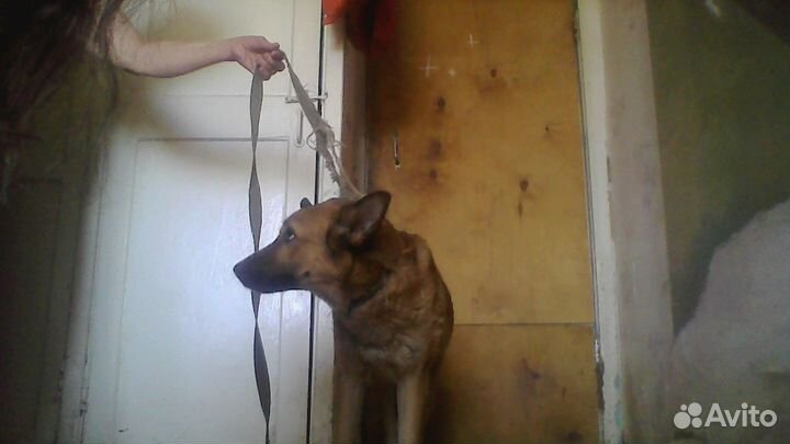 Продажа собаки