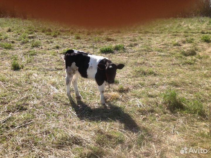 Телочка (6 недель)