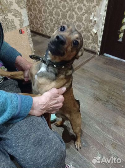 Маленькая собачка