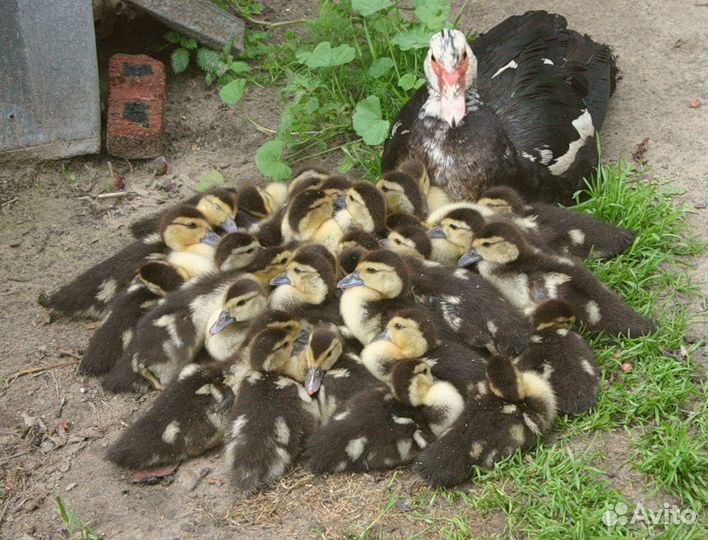 Цыплята бройлера, индейки, муларды, индоутки и т