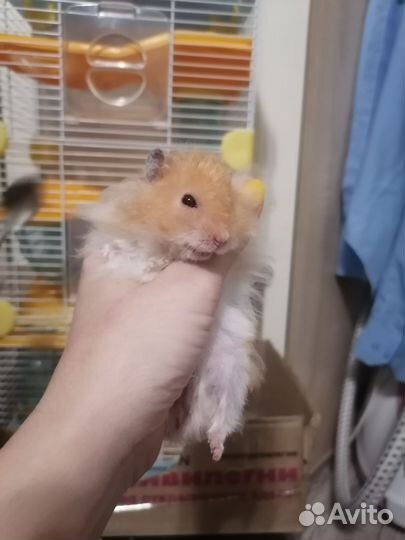 Вязка Хомяк сирийский ангорский вязка