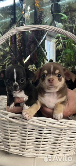 Чихуахуа девочка