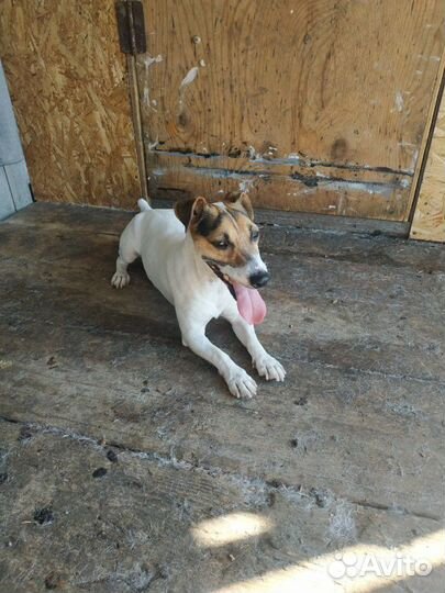 Джек Рассел терьер,вязка