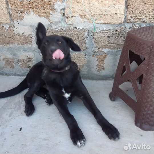 Собака бесплатно