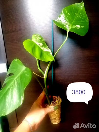 Монстера альба