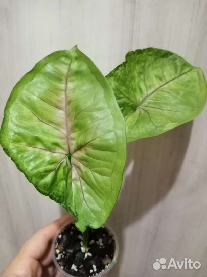 Сингониум Orm Nak, Nguengi laima, T24