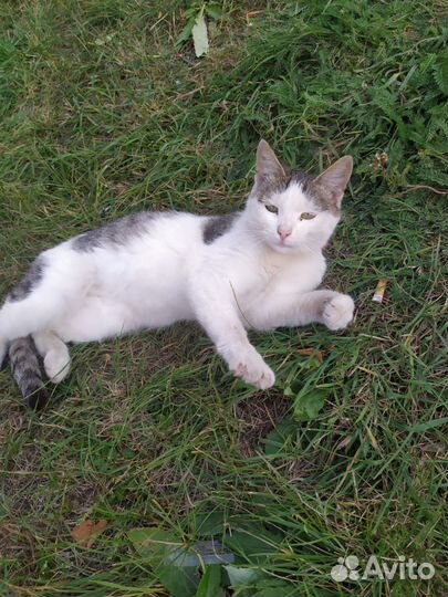 Молодая стерилизованная кошечка