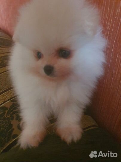 Собаки щенки шпиц