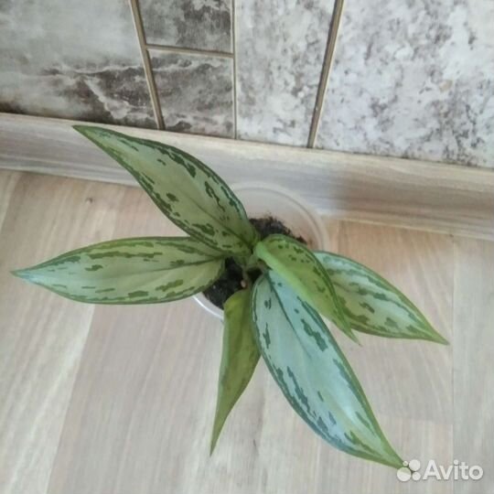Аглаонема Сильвер Квин
