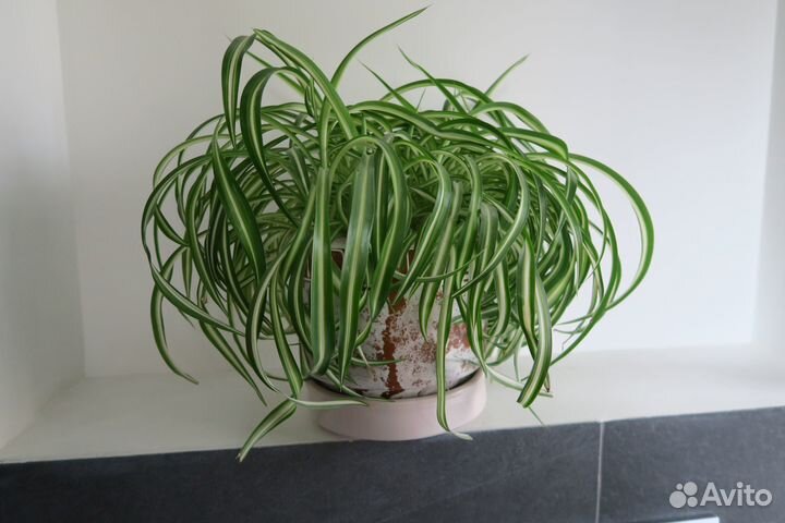Хлорофитум хохлатый