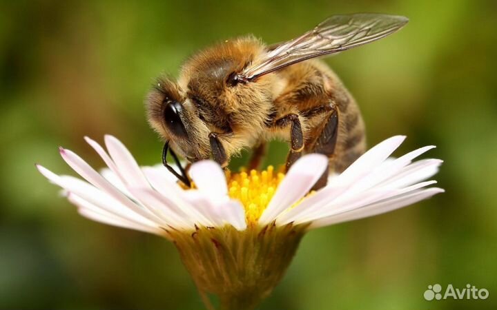 Продам пчелосемьи