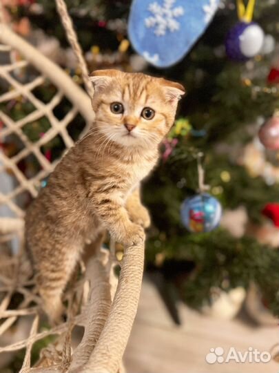 Шотландская кошечка