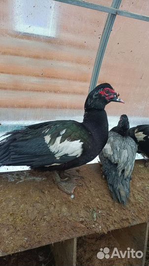 Мускусные утки