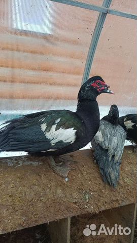 Мускусные утки