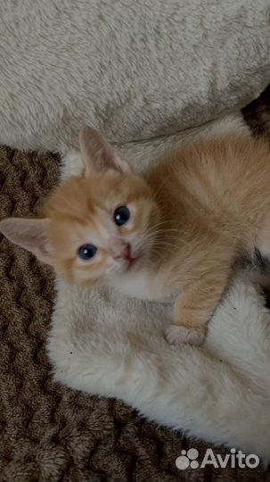 Рыжий котенок
