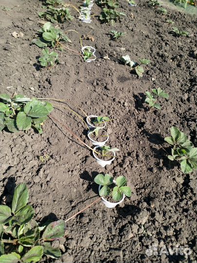 Клубника Мице Шиндлер