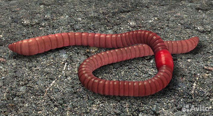 Черви для рыбалки