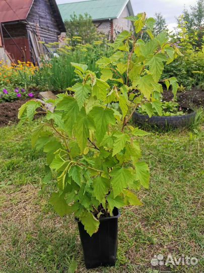 Пузыреплодник калинолистный