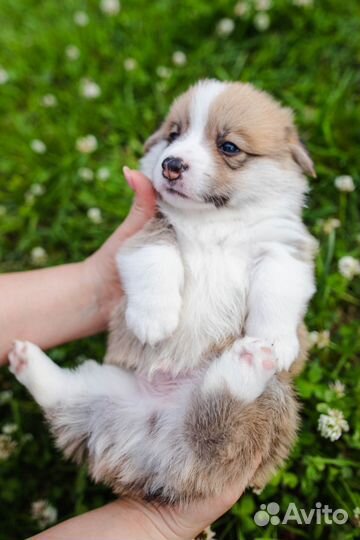 Вельш-корги пемброк