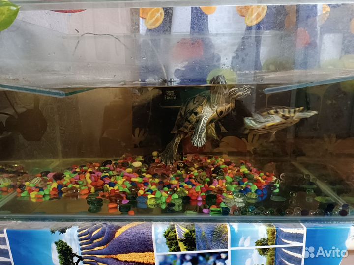 Аквариум, фильтр,черепахи